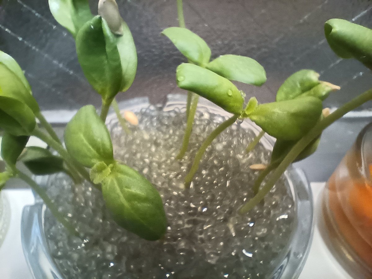 kiritom_loop's tweet photo. メロン(21日目)
本葉らしきものが芽生える

人参(3日目)
成長早っ！

アサガオ
夏も終わりどこへ向かうのか

雑草
思っていたよりかなりゆっくりだが、力強く着実に成長している

パキラ
安定だが育てる面白みには欠ける

#水栽培 https://t.co/Hy8p2ywtyJ