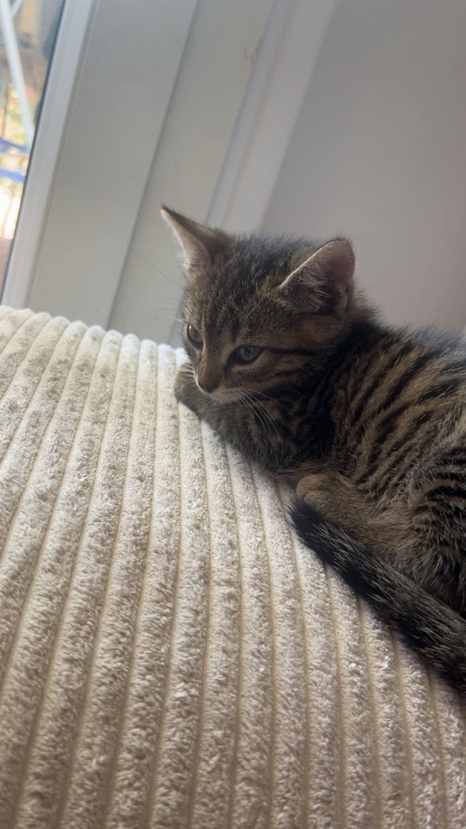 cyasin_'s tweet photo. Dite bonjour à mon chat https://t.co/XAcJxv9IQZ