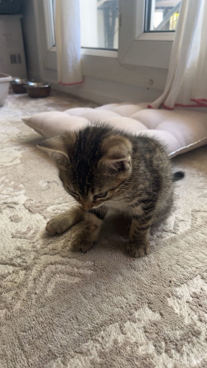 cyasin_'s tweet photo. Dite bonjour à mon chat https://t.co/XAcJxv9IQZ