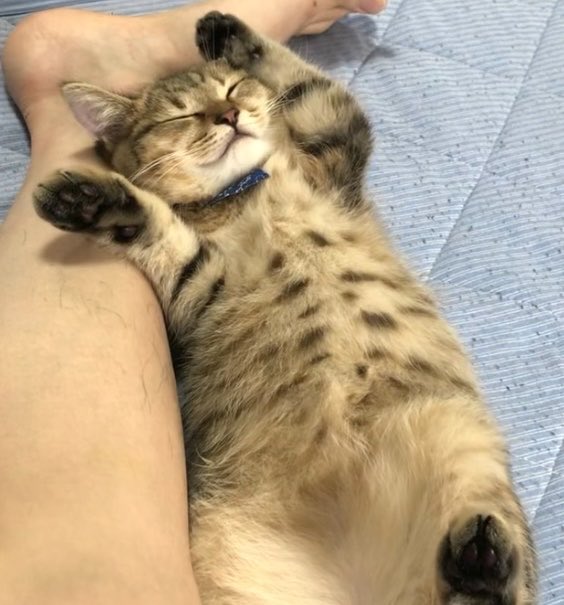 MiniraDiary's tweet photo. お腹いっぱいになって満足そうに寝るぽんぽこりん子猫… https://t.co/McH1D059Si