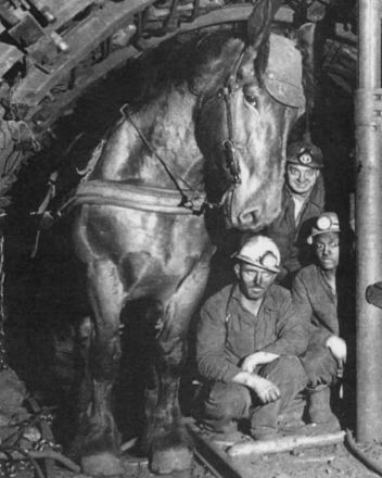 internetpreai's tweet photo. french miners with their work horse (1970) https://t.co/UEwjUZDSZg