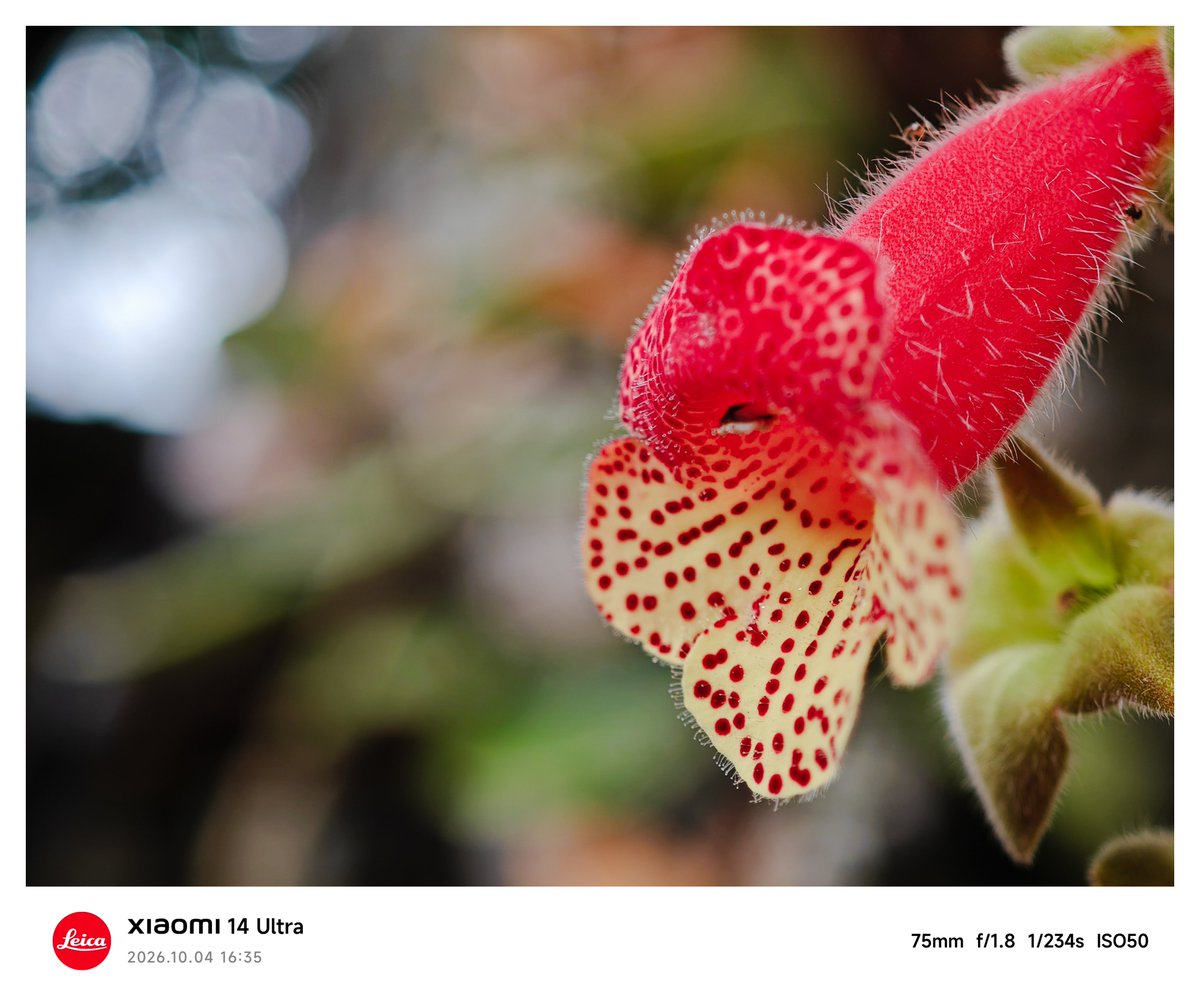 KingReyes13139's tweet photo. #leica
#simmiliux
#xiaomicapture
#macrophotografy https://t.co/rHr9hMchPG