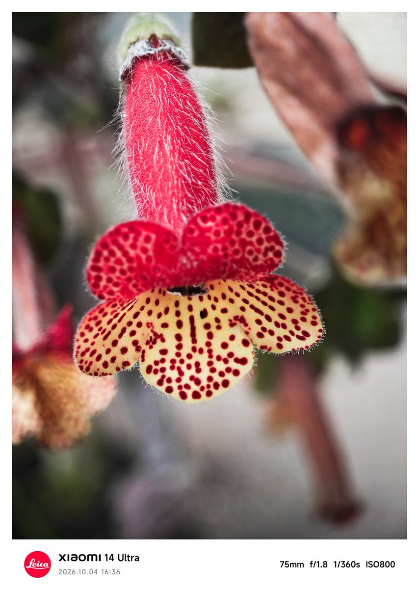 KingReyes13139's tweet photo. #leica
#simmiliux
#xiaomicapture
#macrophotografy https://t.co/rHr9hMchPG