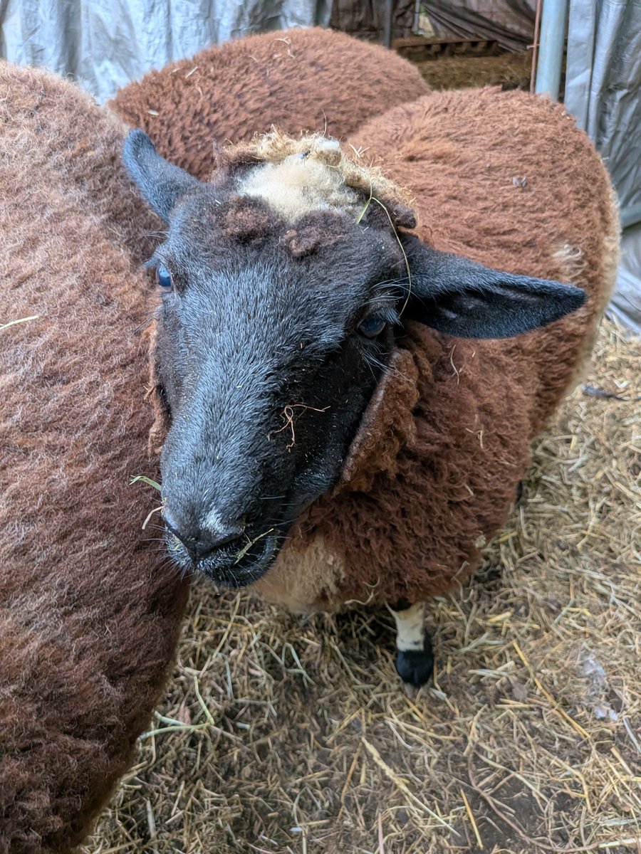 nanatowool's tweet photo. 🐑ななの羊毛屋10月出没予定
🟠8日　ぽっぽ町田　ひつじの学校
🟠17.18日　東京スピニングパーティー
🟠29.30.31日　素材博覧会（横浜大さん橋ホール）
今月は、羊毛販売に力を入れて頑張ります🙇 https://t.co/FUexOsb1BU