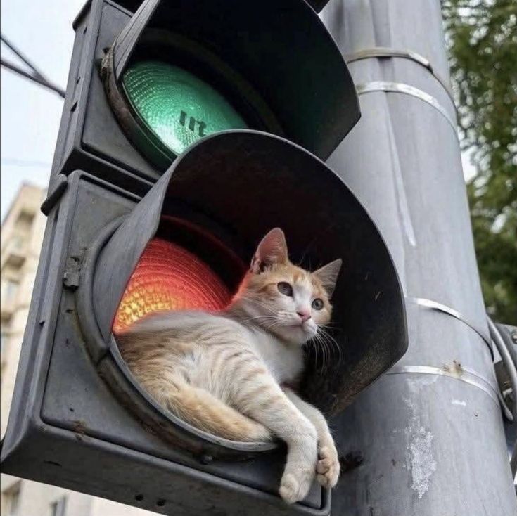 vivaneil1234's tweet photo. Cats will be cats.😂 https://t.co/NOXb04Wd85