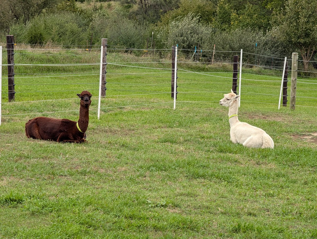 DocBohn's tweet photo. Good morning

#GoodMorning #alpacas https://t.co/CDQtcrcy9z