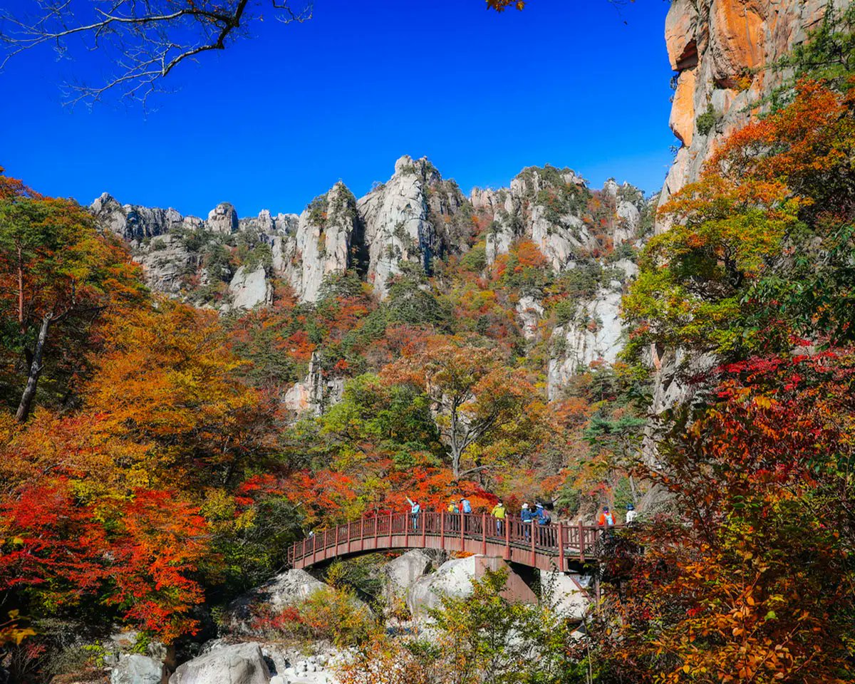 creatrip's tweet photo. Ungatekeeping the BEST fall foliage spots in Korea 🍁🇰🇷 Here’s the 2026 forecast + where to go

Recs In Seoul
🍂 Gyeongbokgung Palace
🍂 Namsan Park
🍂 Olympic Park
🍂 Seoul Forest

Recs Outside Seoul
🍁 Seoraksan
🍁 Nami Island

Details + best photo spots in the thread 👇
#KoreaTravel #FallFoliage #SeoulTravel