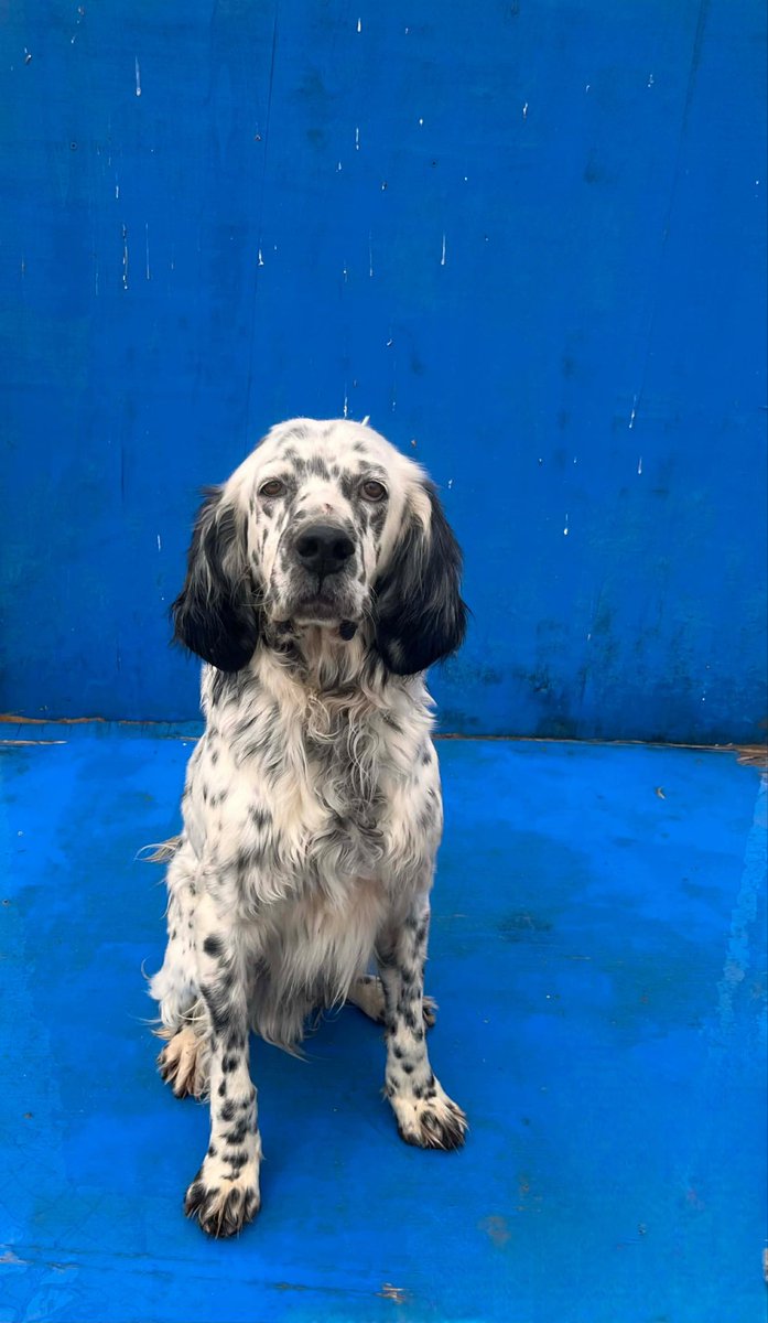 hepadyuva's tweet photo. SUGAR
ERKEK
SETTER
BURSA

FORM LİNKİ: https://t.co/HrXPWn34fA
Yuva olmak için lütfen form doldurunuz. *210*1298

Sugar, sessiz sakin oldukça iyi huylu bir dost.

6 Yaş 20 Kg tahmini chipli ve kısır

Mutlu olacağı yuvasını arıyor 🏡

*25 yaş altı doldurulan başvuru formları değerlendirmeye alınmayacaktır.Anlayışınız için teşekkür ederiz. 

*Bir köpeğe yuva olmak,ciddi bir eylemdir,hem maddi hem manevi ihtiyaçları vardır.Bu sorumluluğunun bilincinde olan ve olduğunu düşünen ailelerimiz bizlere ulaşabilir.

*İlandaki dostumuz Hepad himayesinde olup, başka hesaplardan yapılan gönderilere itibar etmeyiniz. Dostumuzun görsellerinin ve açıklamalarımızın başkaca hesaplarda kullanılmasına muvafakatimiz bulunmamaktadır. 

#HEPAD #hereve1pati #satınalmayuvaol #köpekyuvalandırma