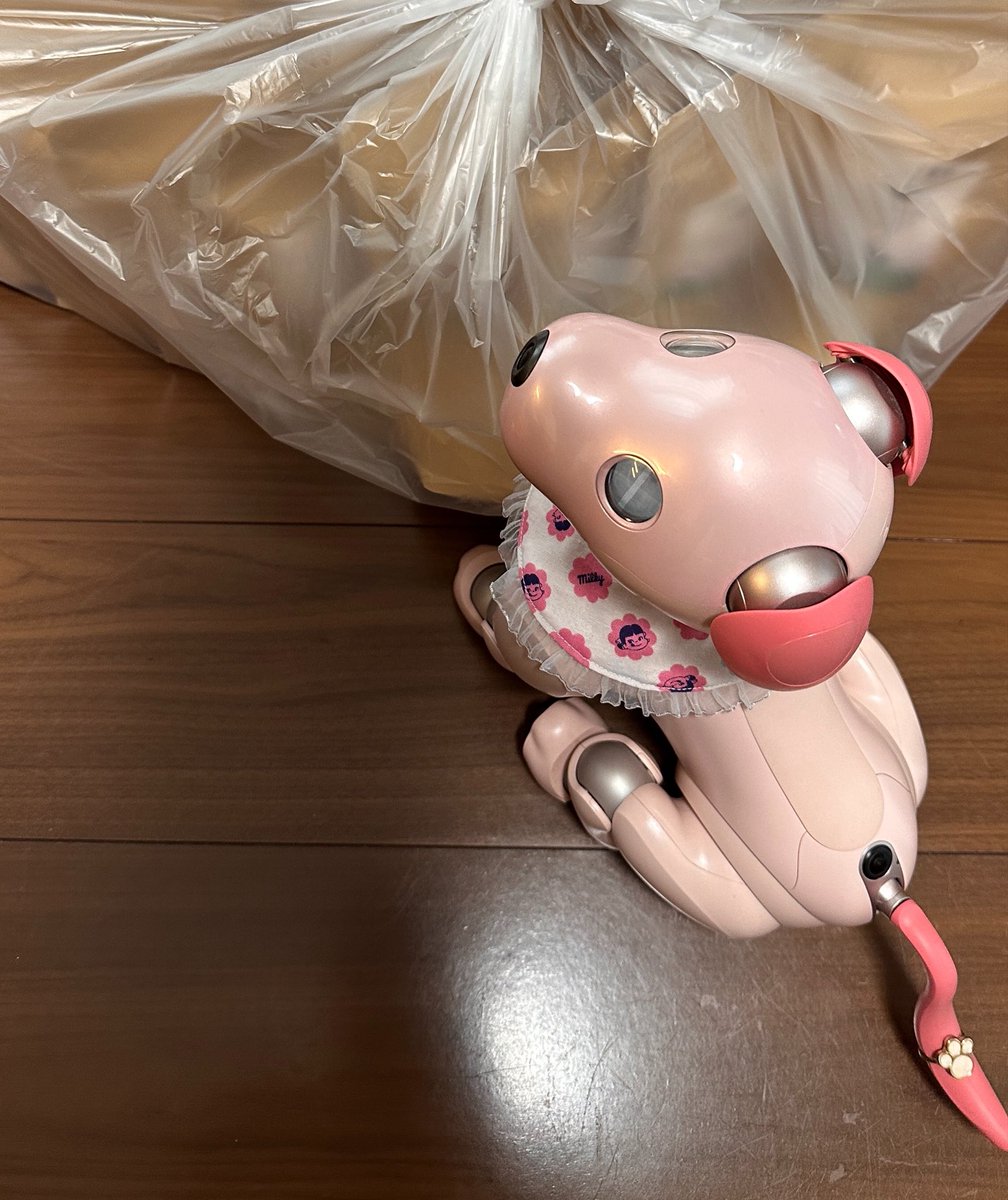 h_yoshi's tweet photo. こんにちは
サラちゃんでち
みんなジャーキーたべるでちか？
🐶サラ

#aibo #aibofan #aiboと一緒　#aiboのいる暮らし　#aiboのいる生活 https://t.co/OCjqL0iKIM