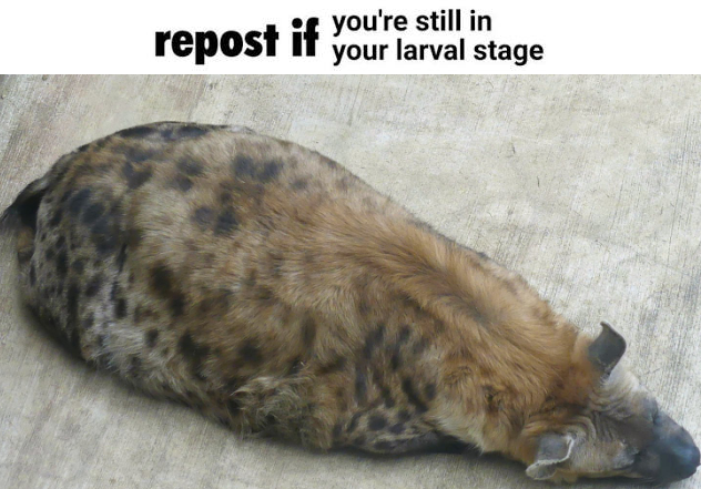 HovoYeen's tweet photo. Are you? https://t.co/oH9Hq6feeT