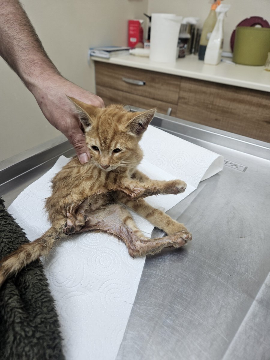 yaasemintheone's tweet photo. Tedavi gören kediyi ziyarete giderken çöpün kenarında bulduğum yavru kedi 💔 hayvanseverler sokaklar hayvan dolu olsun istiyo sanıyorlar, yanılıyorlar, uzun süredir elim boş hiç dışarıda gezmedim... tedavisinden sonra yuva arıyorum pendikte 2 aylık erkek 0553 634 05 04 https://t.co/RKTPZrPpeT