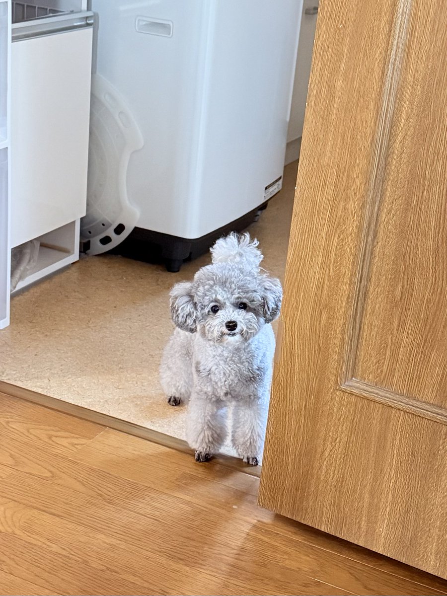 emmarinko's tweet photo. 飼い主が家を出る時は玄関まで来ずに

(ここにいればエマと遊びに戻ってきてくれるかも…)

って顔でちょっと離れたとこにいる https://t.co/w87k7skuXu