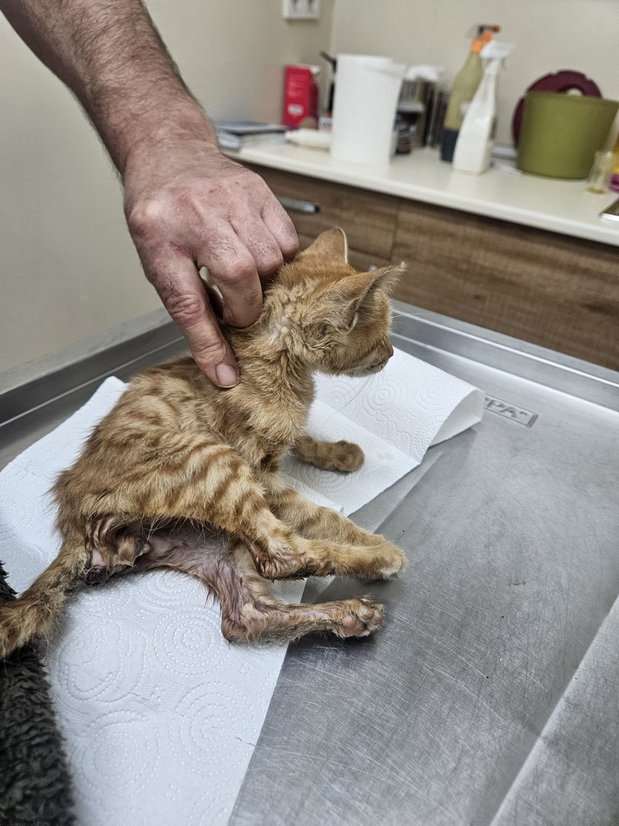 yaasemintheone's tweet photo. Tedavi gören kediyi ziyarete giderken çöpün kenarında bulduğum yavru kedi 💔 hayvanseverler sokaklar hayvan dolu olsun istiyo sanıyorlar, yanılıyorlar, uzun süredir elim boş hiç dışarıda gezmedim... tedavisinden sonra yuva arıyorum pendikte 2 aylık erkek 0553 634 05 04 https://t.co/RKTPZrPpeT