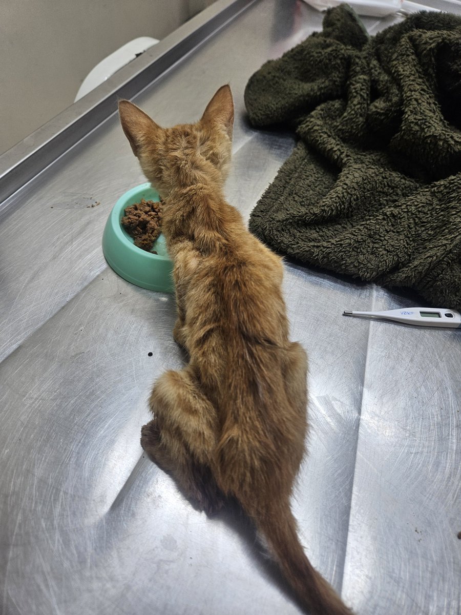 yaasemintheone's tweet photo. Tedavi gören kediyi ziyarete giderken çöpün kenarında bulduğum yavru kedi 💔 hayvanseverler sokaklar hayvan dolu olsun istiyo sanıyorlar, yanılıyorlar, uzun süredir elim boş hiç dışarıda gezmedim... tedavisinden sonra yuva arıyorum pendikte 2 aylık erkek 0553 634 05 04 https://t.co/RKTPZrPpeT