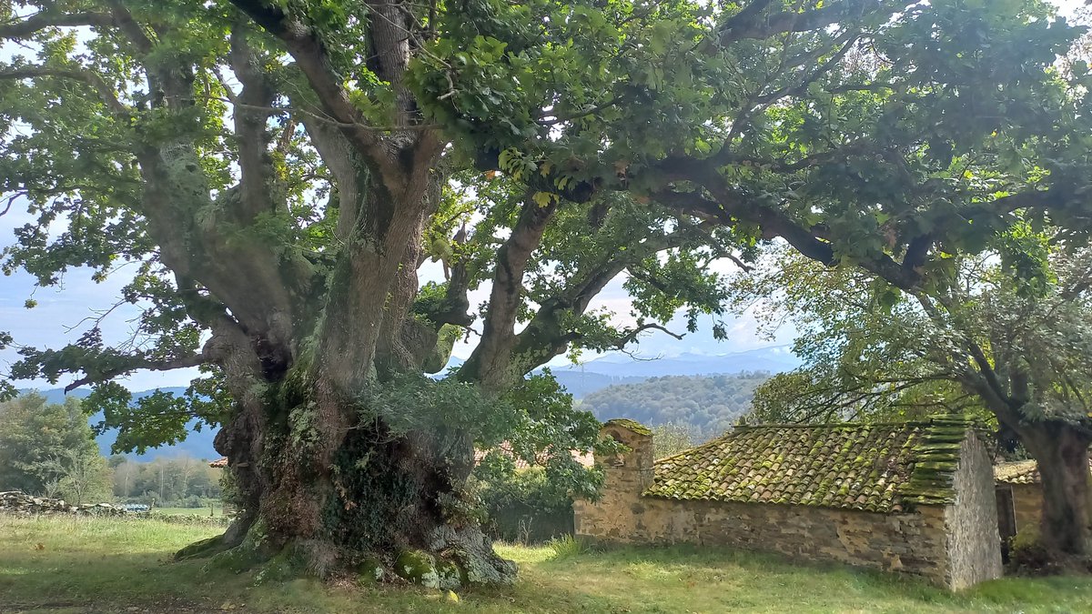 pablopv_1972's tweet photo. El Carbayón de Valentín, en Tineo (Asturias), es un roble centenario de más de 700 años que, pese a presentar algunos signos de deterioro (como ramas secas y hongos), mantiene una notable vitalidad y continúa produciendo abundantes bellotas. https://t.co/o7F6t1cQ4j