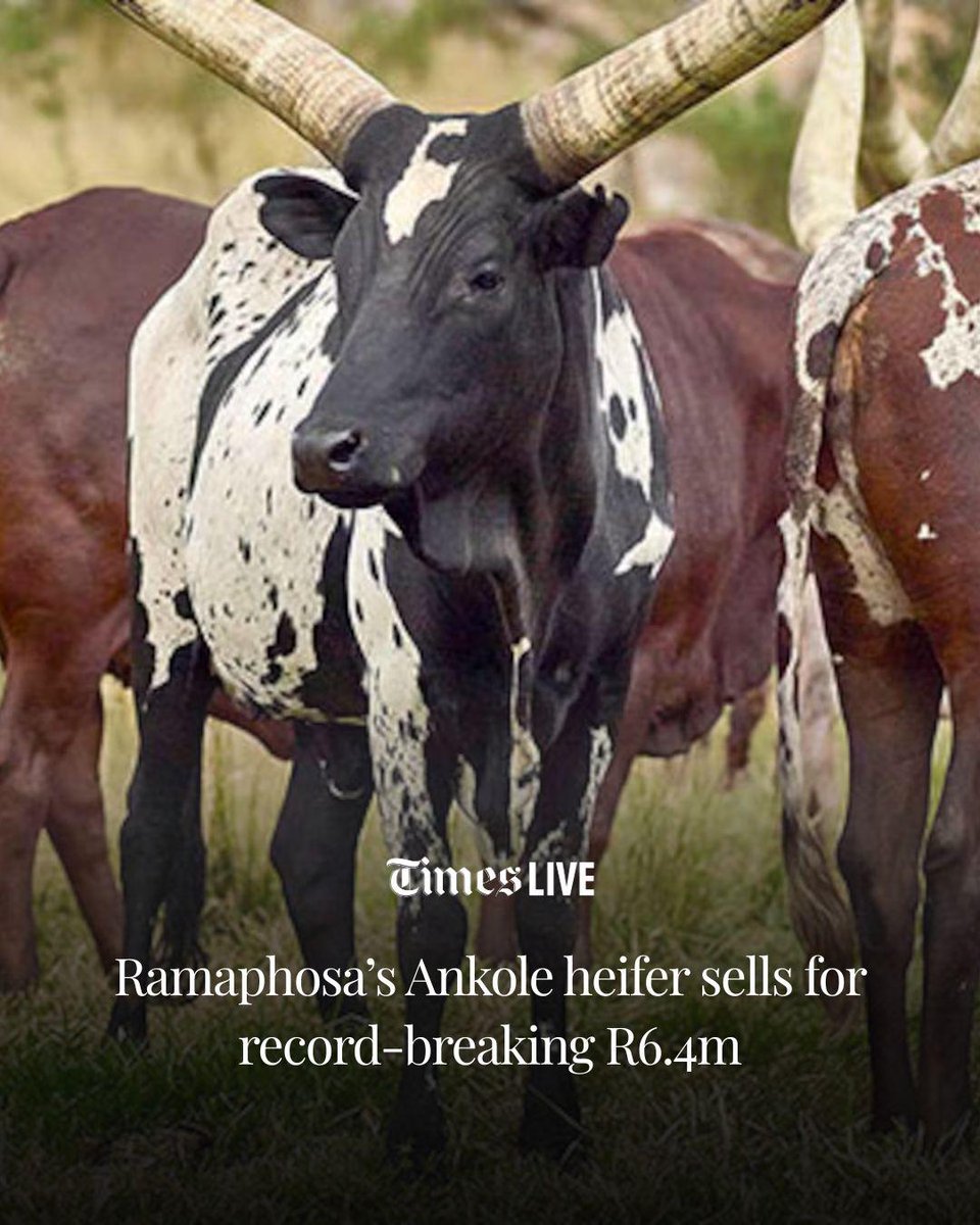 TimesLIVE's tweet photo. An Ankole heifer from President Cyril Ramaphosa's Ntaba Nyoni cattle farm has sold for R6.4m, setting a new South African record for a female animal across all cattle breeds.

🔗 Read the full story online: https://t.co/nDyMEP8Oih https://t.co/NfK7GQ15MM