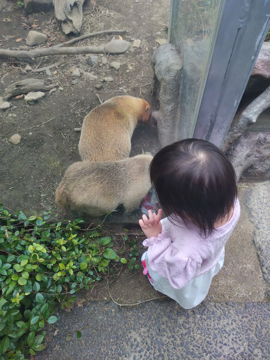 soreike85boy's tweet photo. 今日はお子らが学校早くに下校だったので下の子氏とおちび氏とお出掛けしてきた(上の子氏には断られた😭w)

ハロウィンのアイス美味かった！
名前忘れたけど！紫のやつ好き😋😋 https://t.co/WXtcHfm3DV