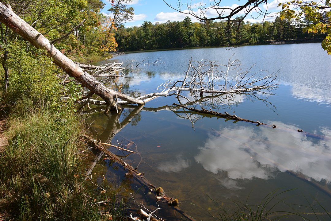 SharpshotNature's tweet photo. Sharpshot Nature .Com 02316-tod-018967 Lake
#sharpshotnature #lake #water #reflection #tree #log #bark #branch #stick #twig #leaf #grass #plant #sky #cloud #autumn #fall #nature #naturephotography #wildlife #wildlifephotography #photography https://t.co/5f6aXXxOPi