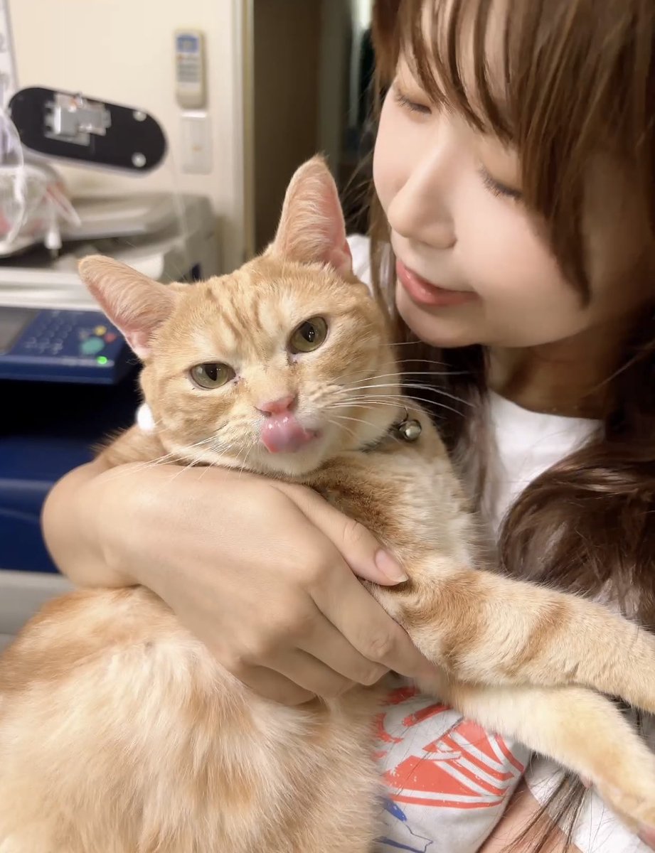 endlessroad52's tweet photo. うちの会社の看板ネコ🐈
みんなからかわいがられて、たくさんおやつもらってるのがわかる重量感。 https://t.co/b0eXYtwDQU