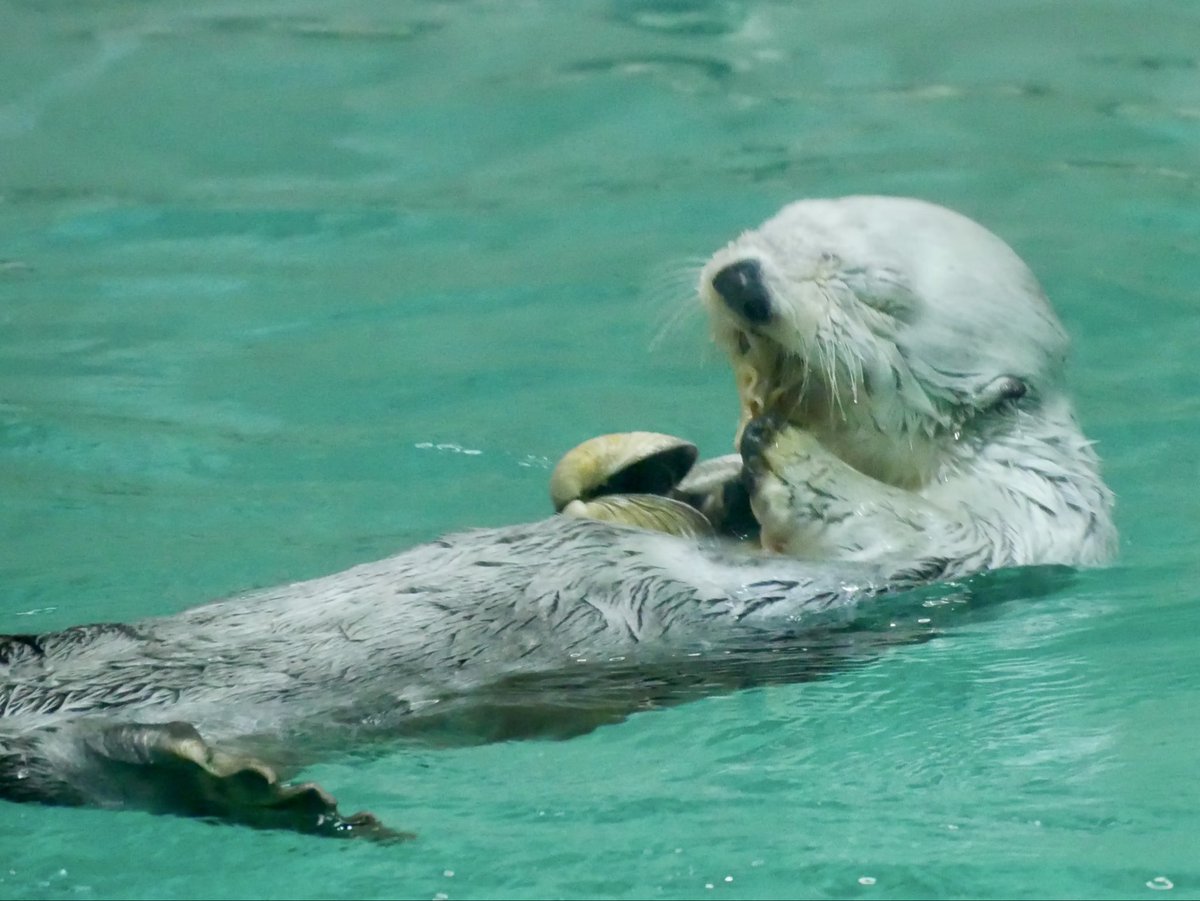 Komett52's tweet photo. おいしいね♪

#鳥羽水族館 #ラッコ
 #メイちゃん 
 #ラッコ好きと繋がりたい https://t.co/HvMuYitODZ
