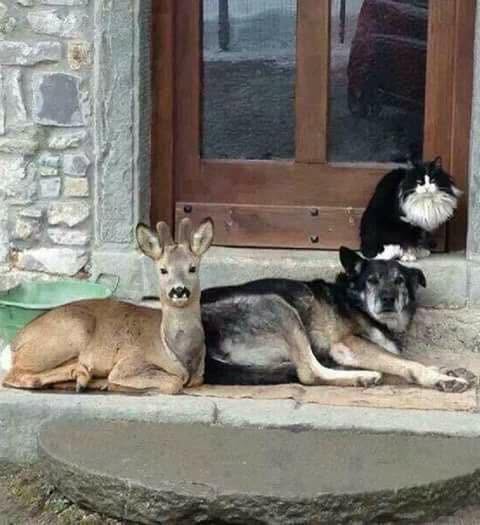 Dalbodog's tweet photo. Came home to this today. I only own the dog. https://t.co/nfuGBh86A7