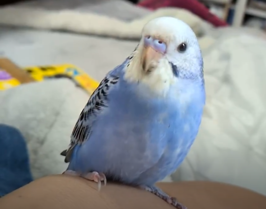 TSUBASA6077's tweet photo. 【拡散希望】
セキセイインコの迷子情報です

場所：柏市十余二　柏さくら幼稚園駐車場近く
日時：26/10/6 9時
名前：なすび
特徴：水色で肩や頭に乗り、手よりお箸のような細い棒に乗ります

情報お持ちの方、下記までご連絡を
npotsubasa@tsubasa0615.org
情報拡散のご協力お願いします https://t.co/IawNGNuVsE