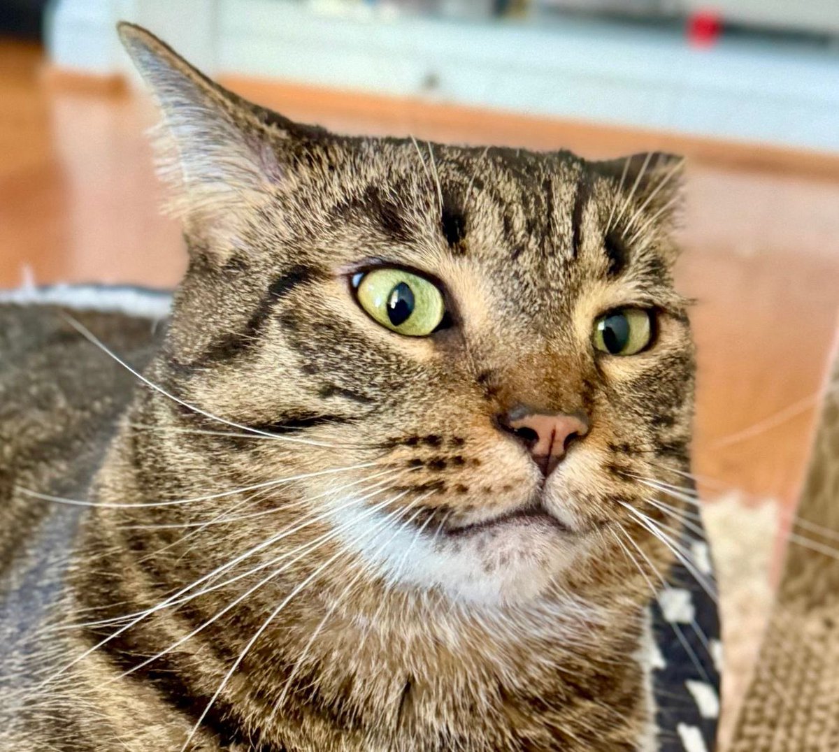 MissyBBBobtail's tweet photo. Cats will hear a noise you cannot hear, stare at something you cannot see, and then leave you alone in a room with it. https://t.co/FCavOuTNcH