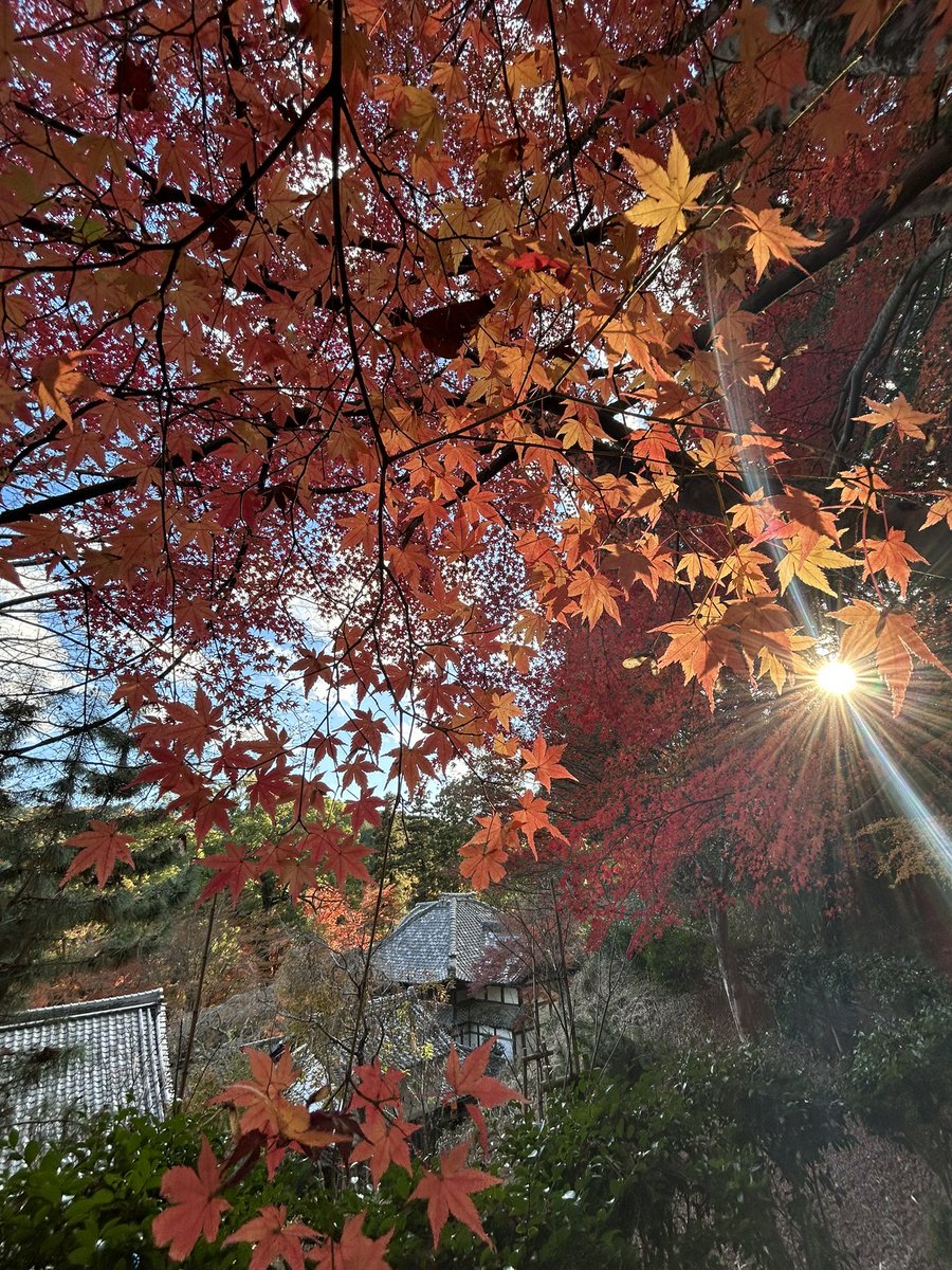 mk_ryokou's tweet photo. こちらのお寺の昨秋の様子です🍁 https://t.co/R3DfJK4g7d