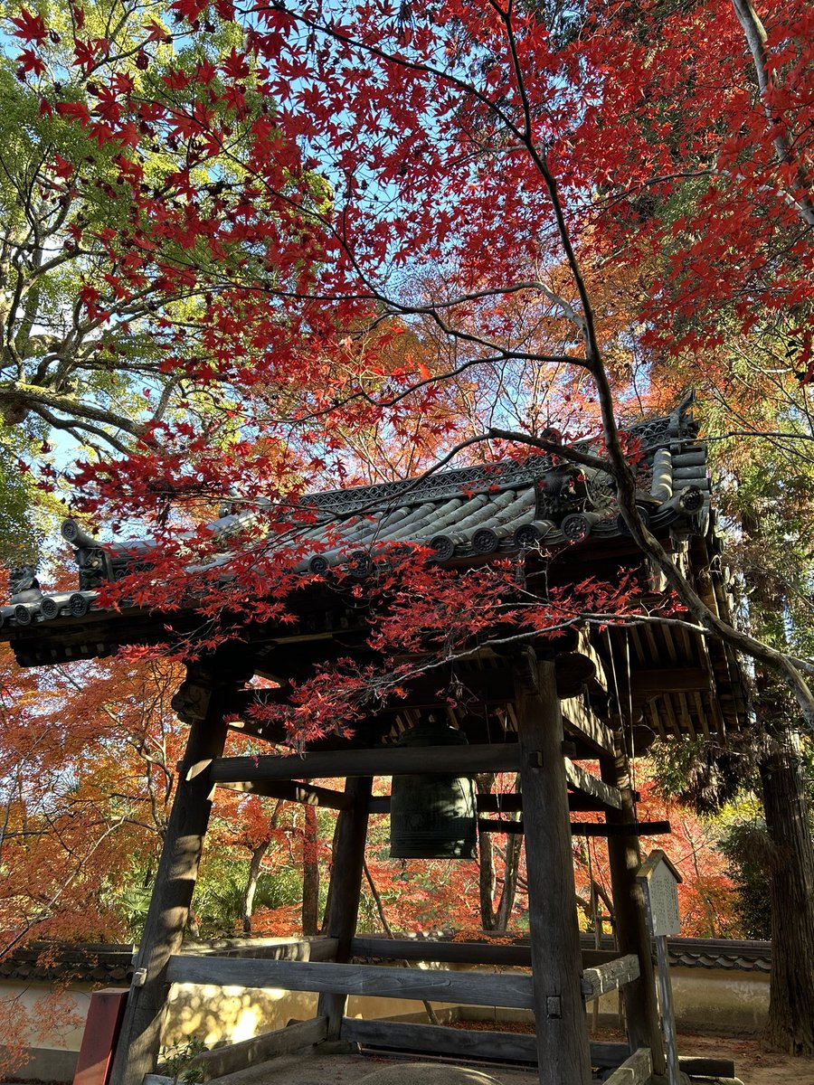 mk_ryokou's tweet photo. こちらのお寺の昨秋の様子です🍁 https://t.co/R3DfJK4g7d