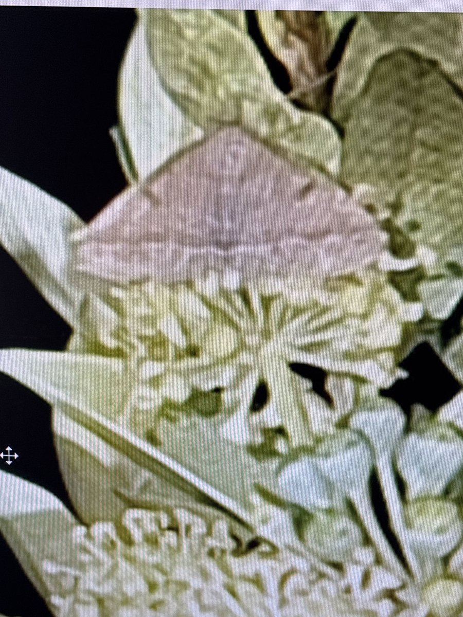 OCTGman tweet picture