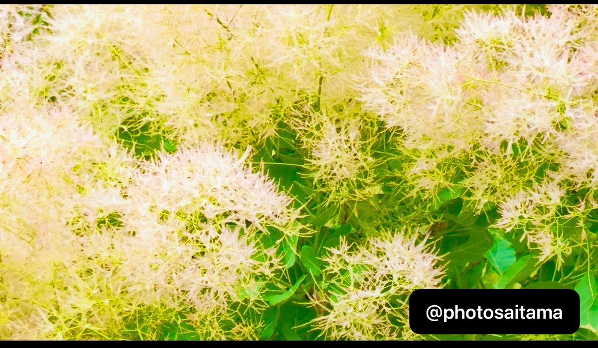 PhotoSaitama's tweet photo. @jjmmli #flowerfriday https://t.co/yWsMOhny5S