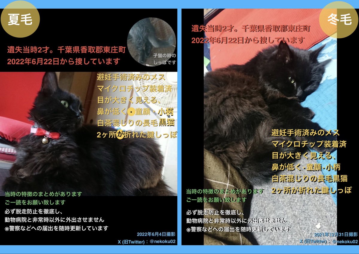 nekoku02's tweet photo. 【千葉県香取郡東庄町 長毛黒猫くー♀を探してます】💬欄詳細：寒い思いをしていないかとても心配です。幼猫の時に寝ずに湯湯婆を変え続けた事を思い出します

⭕️2ヶ所が折れた鍵しっぽ
⭕️光の加減で黄↔︎緑に見える目
⭕️成猫のメスらしい大きさ

#東庄町 石出 '22年6/22 北東部 香取市 旭 銚子 神栖 https://t.co/AUzjGl0Qp5