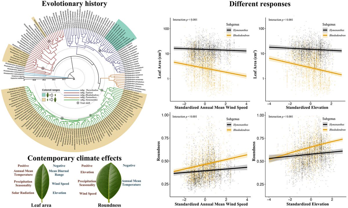 JEcology's tweet photo. 🌺 This study reveals that the diversity of leaf morphology in Rhododendron is shaped not only by broad evolutionary history and contemporary environment

👉️ https://t.co/XE5xVLDaI0 https://t.co/Xiv1ngvctb
