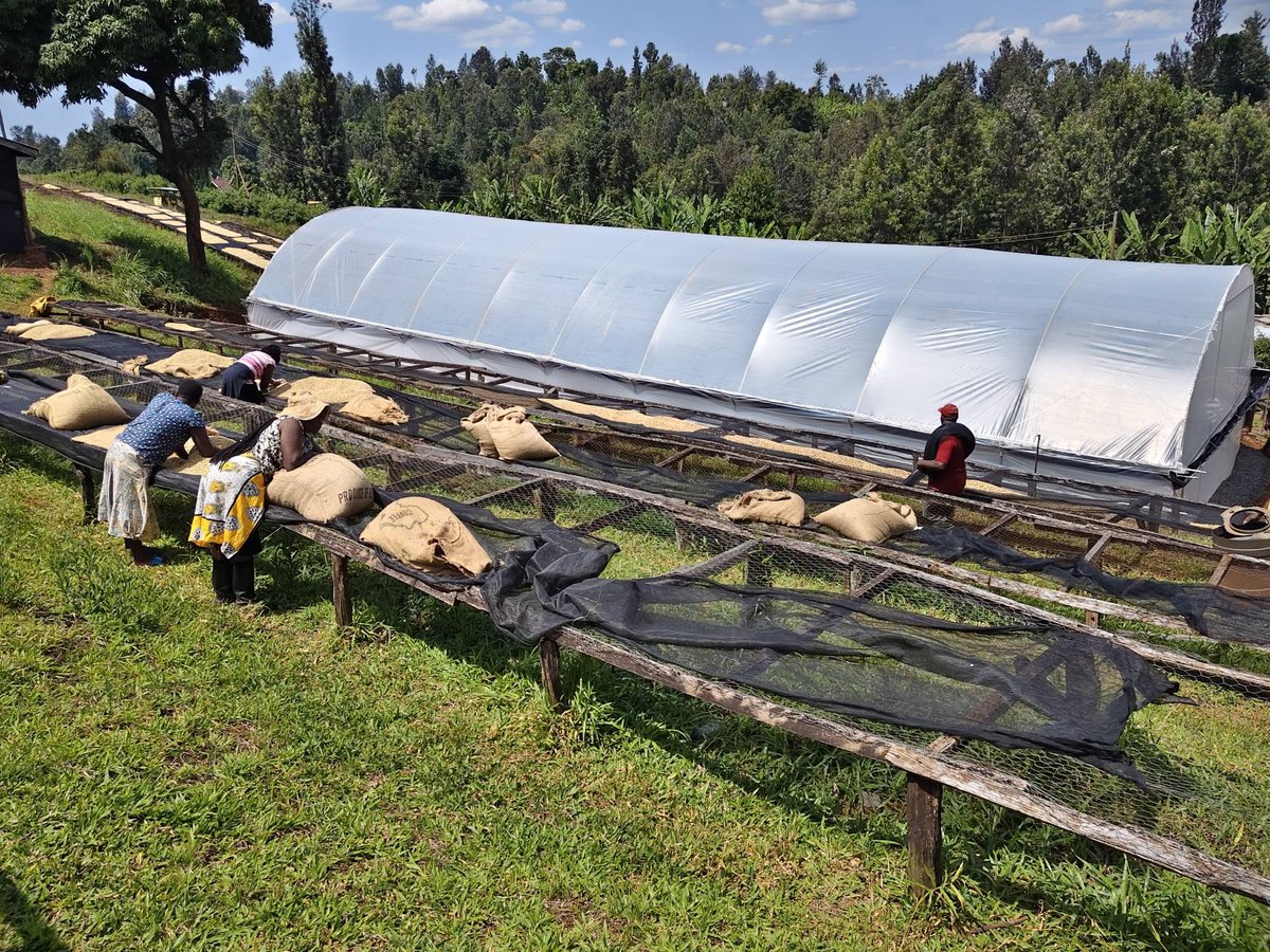 climate_ke's tweet photo. Coffee farmers at Giathugu Coffee Factory in Rugi Ward, Mukurwe-ini Sub-County, have welcomed a newly completed modern solar coffee dryer investment under the #FLLoCA Program.
With a capacity of 16 tonnes of coffee beans per cycle, the dryer cuts drying time from 14 days to just 7, improving bean quality and reducing post-harvest losses. The factory expects production to rise from 150,000 kg last season to more than 250,000 kg this year.
Giathugu is one of nine Nyeri coffee factories benefiting from the program, supporting a cooperative of more than 1,100 registered farmers and creating new jobs in the community.