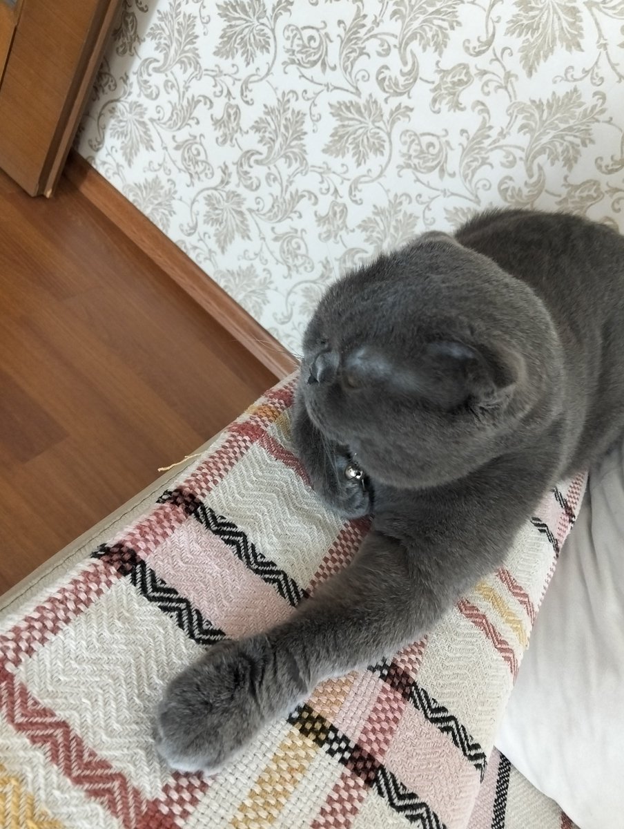 soylu987012's tweet photo. Bizim kedi 🫣 https://t.co/kOjIGwHSQj