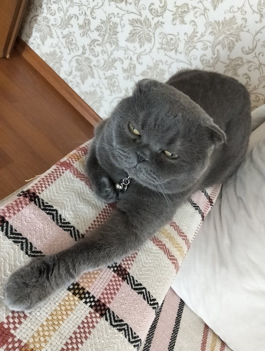 soylu987012's tweet photo. Bizim kedi 🫣 https://t.co/kOjIGwHSQj
