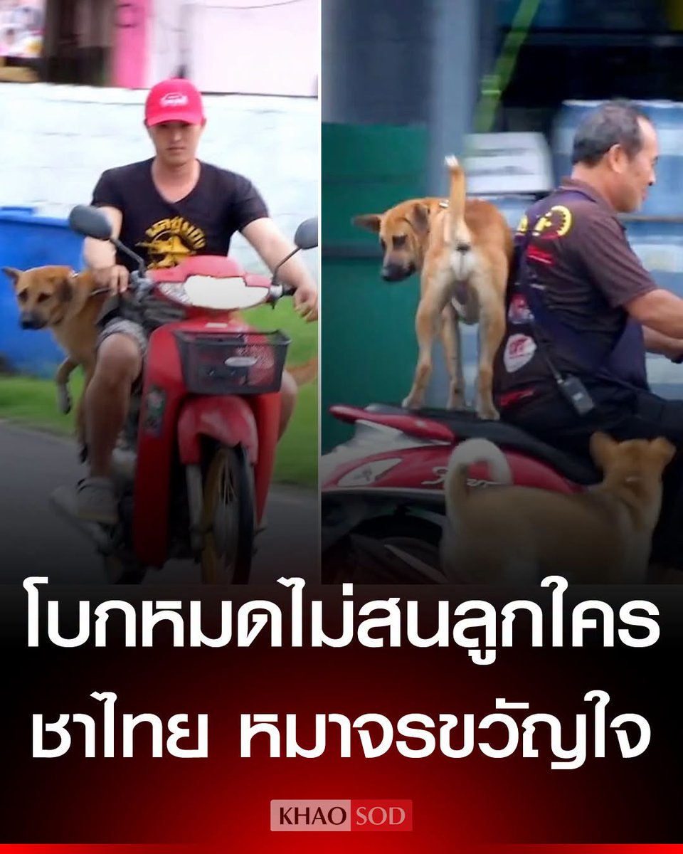 KhaosodOnline's tweet photo. เปิดตัว ขวัญใจชาวชุมแพ เจ้าชาไทย สุนัขจรเพศผู้นักโบก ชอบโดดขึ้นรถจักรยานยนต์ชาวบ้านนั่งเที่ยวไปตลาด ขากลับก็โบกคันใหม่ที่ผ่านมาลงหน้าร้านสะดวกซื้อ https://t.co/he3jqGd34G