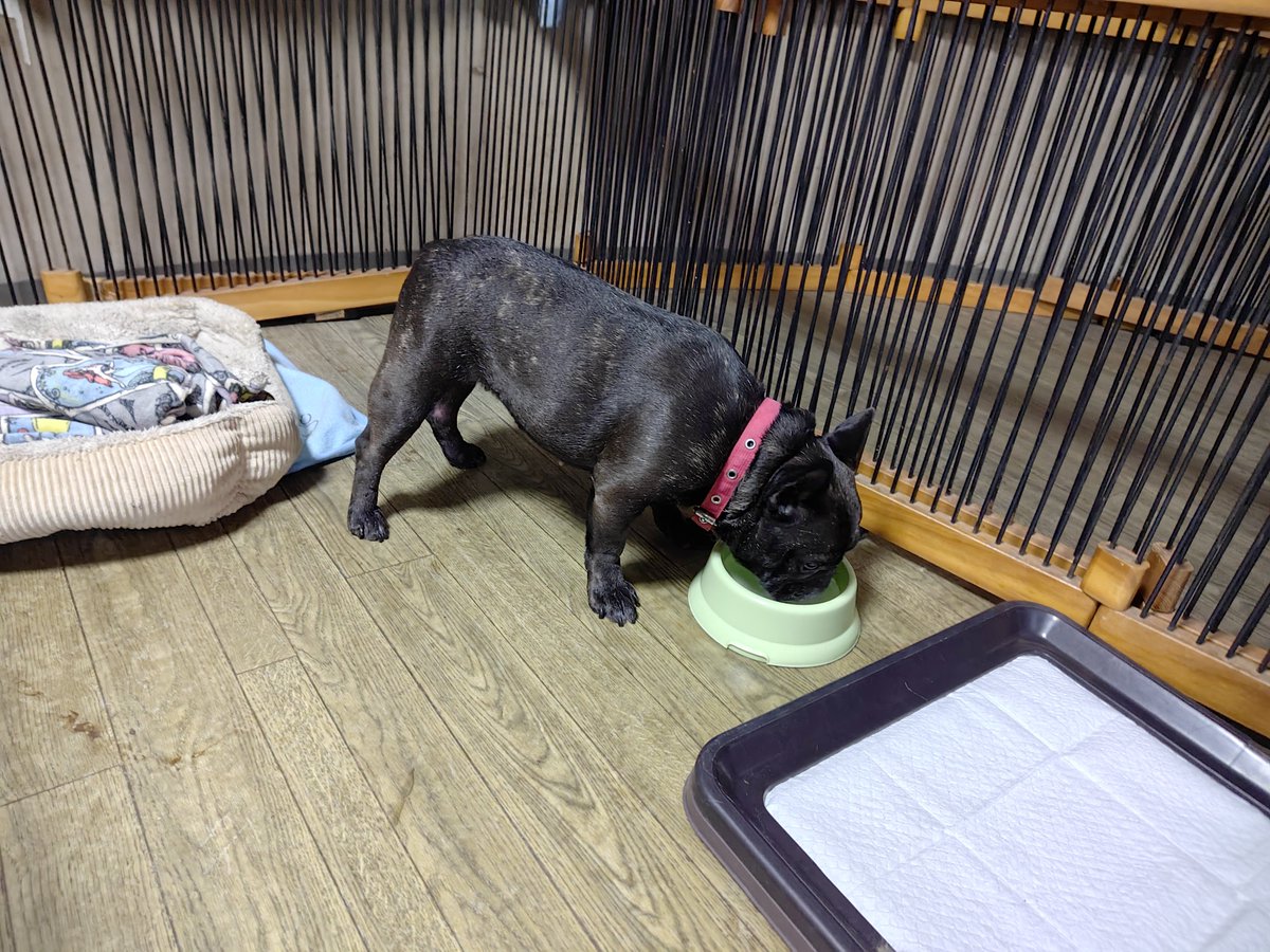 doghousedaddy08's tweet photo. 常連フレブルのイブちゃんがチェックインしました

今日はもう遅いからこのままサークルで過ごして貰います

#老犬ホーム #老犬生涯預かり #老犬長期預かり #老犬介護 #ペットホテル軽井沢 #フレブル https://t.co/lu2olyxGii