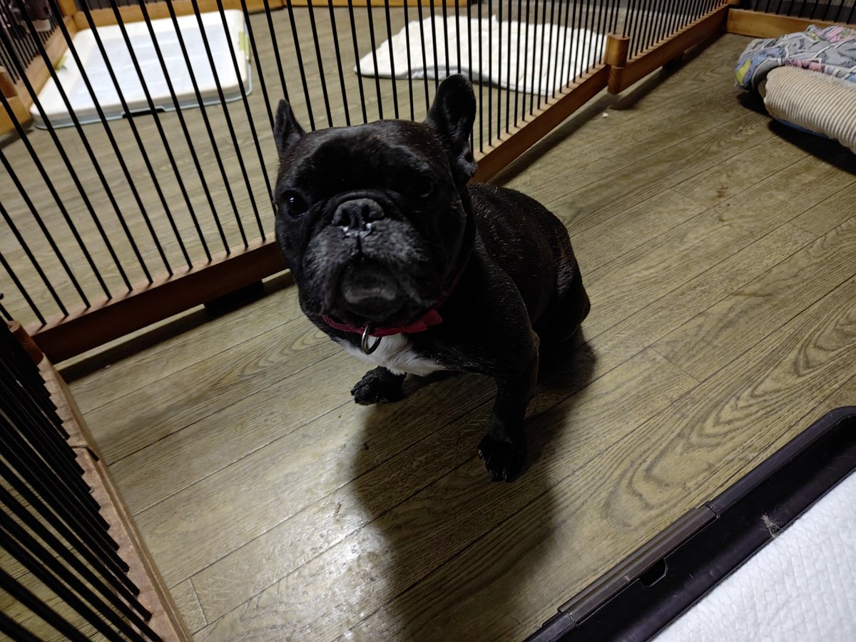 doghousedaddy08's tweet photo. 常連フレブルのイブちゃんがチェックインしました

今日はもう遅いからこのままサークルで過ごして貰います

#老犬ホーム #老犬生涯預かり #老犬長期預かり #老犬介護 #ペットホテル軽井沢 #フレブル https://t.co/lu2olyxGii
