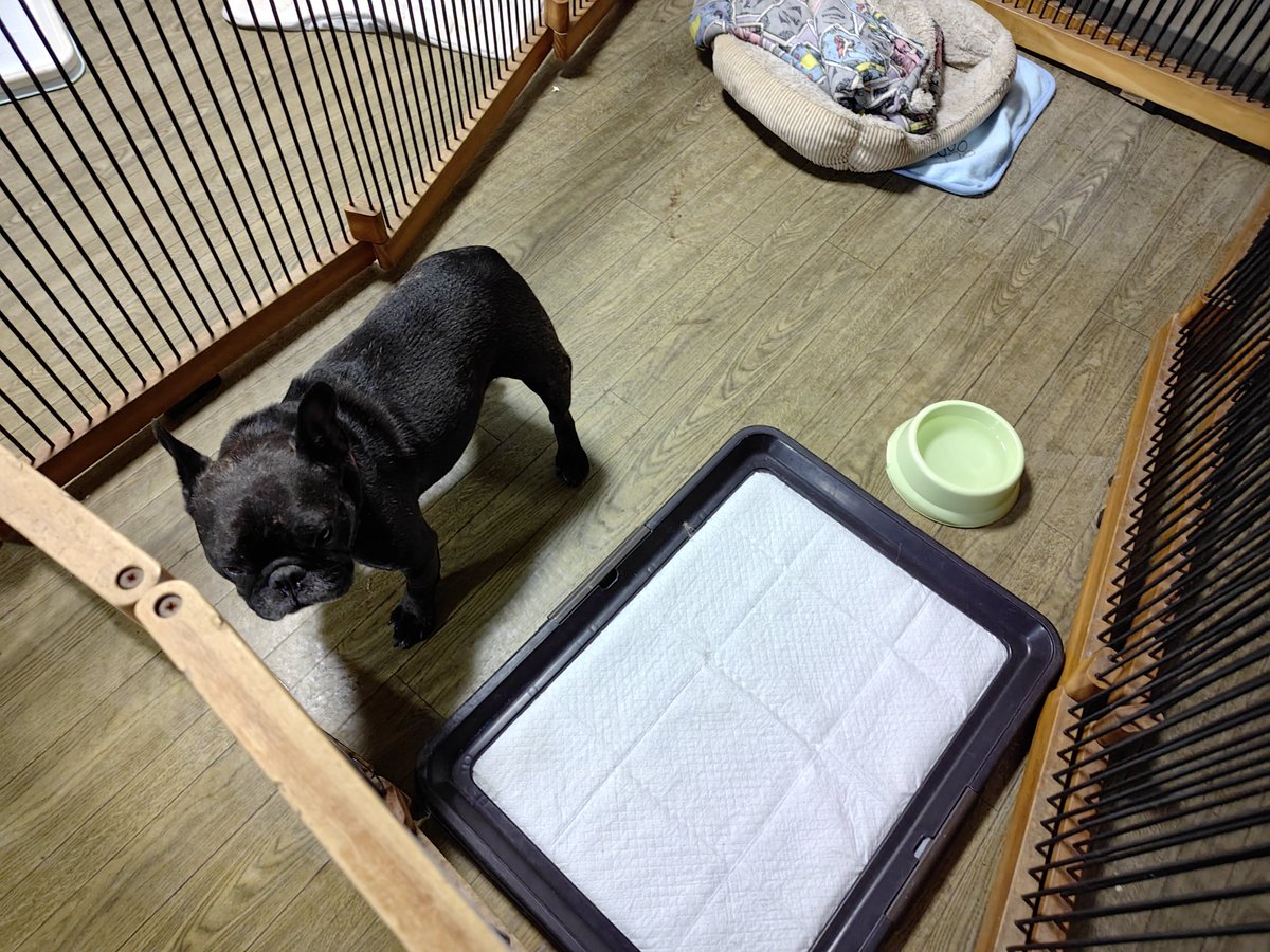 doghousedaddy08's tweet photo. 常連フレブルのイブちゃんがチェックインしました

今日はもう遅いからこのままサークルで過ごして貰います

#老犬ホーム #老犬生涯預かり #老犬長期預かり #老犬介護 #ペットホテル軽井沢 #フレブル https://t.co/lu2olyxGii