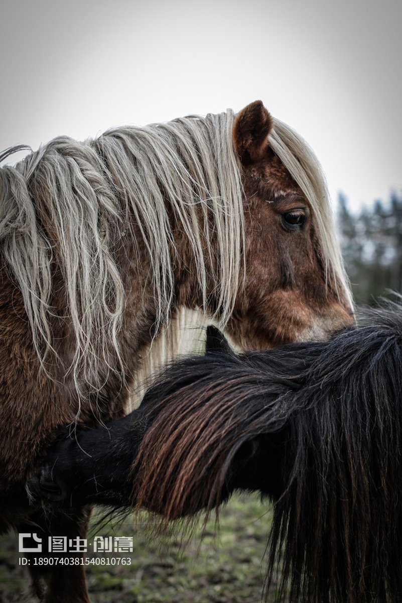 RehabSouliman's tweet photo. The lyrical companion’s mane sways with poetic charm. https://t.co/Olz0AySPJg