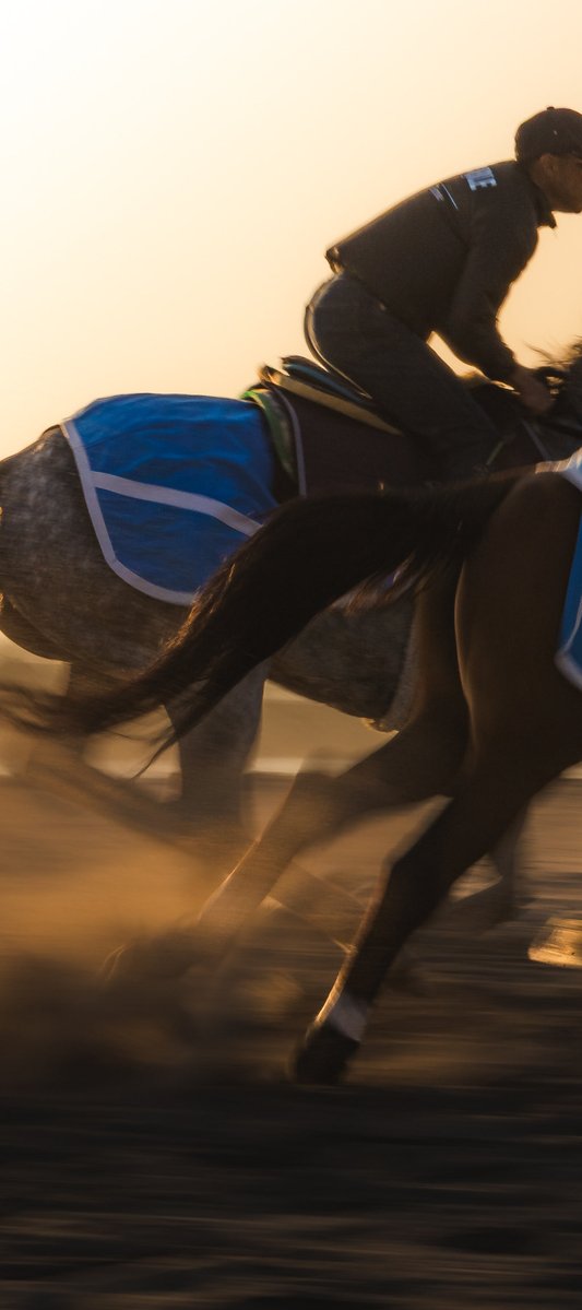 photo_booooy's tweet photo. 朝の浜辺を駆け抜けて🏇 https://t.co/72L5elIIh4