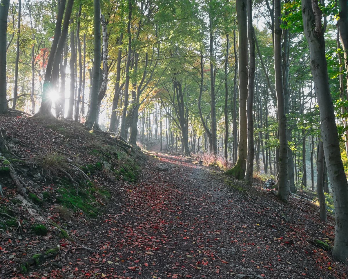 nikitaAvison's tweet photo. Herbstwald am Morgen – klare Luft, raschelndes Laub und goldene Farben. https://t.co/S42AN9VXhZ