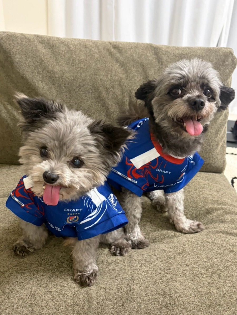 TRICOLOREONE_05's tweet photo. 〜 👦👧キッズ・ベビー&ドッグユニ🐶〜

🐶選手の愛犬も着用！
ドッグユニフォーム✨

【着用サイズ】
🐾#井上太聖 選手の愛犬
XSサイズ/Sサイズ

🐾#坪井湧也 選手の愛犬
Mサイズ

📱𝙊𝙉𝙇𝙄𝙉𝙀 𝙎𝙏𝙊𝙍𝙀
▶10/7(水)12:00〜予約販売
※お届け時期は商品ページをご確認ください。

🏟スタジアムストア
▶10/14(水)10:00～

👦👧キッズ・ベビーユニフォームは
10/7(水)より販売開始！

※在庫がなくなり次第、販売終了となります。

#fmarinos