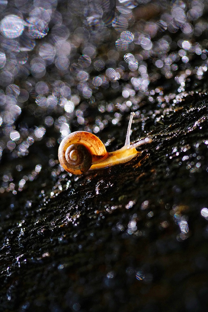 bonyofeditz's tweet photo. Look, a tiny snail crawls slowly over the reef in the reef area, carrying its delicate shell, as if it's telling a tiny story of the ocean https://t.co/SkcWI6sFSv
