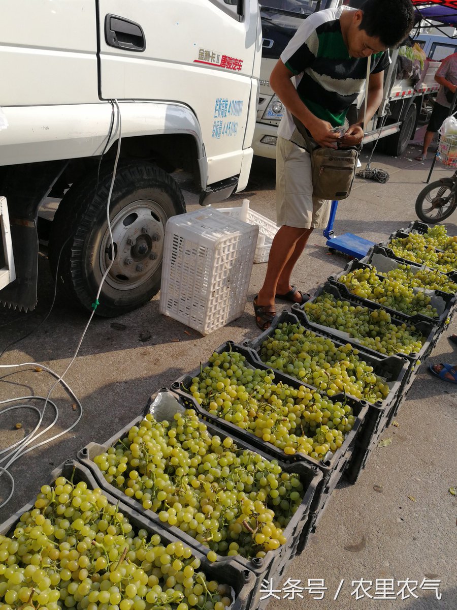 AnnaDayln's tweet photo. En el mercado, un racimo de uvas colgaba de la parra. ， https://t.co/597qKNqvfH