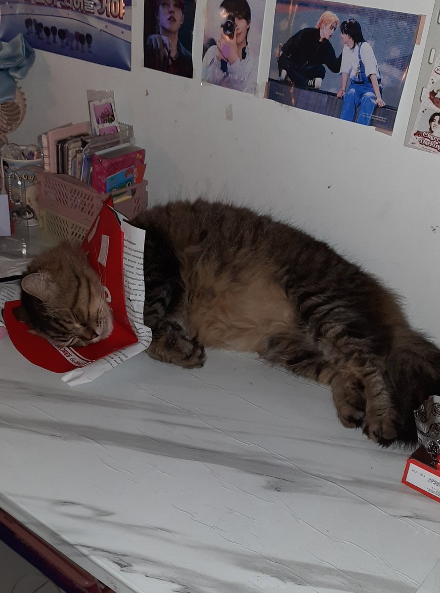 honeykinci's tweet photo. diclaimer dia tuh punya collar ges 2 biji. tp kagak betah kayak takut gitu.. betahnya pake collar momoyo https://t.co/qS6s07lt5x