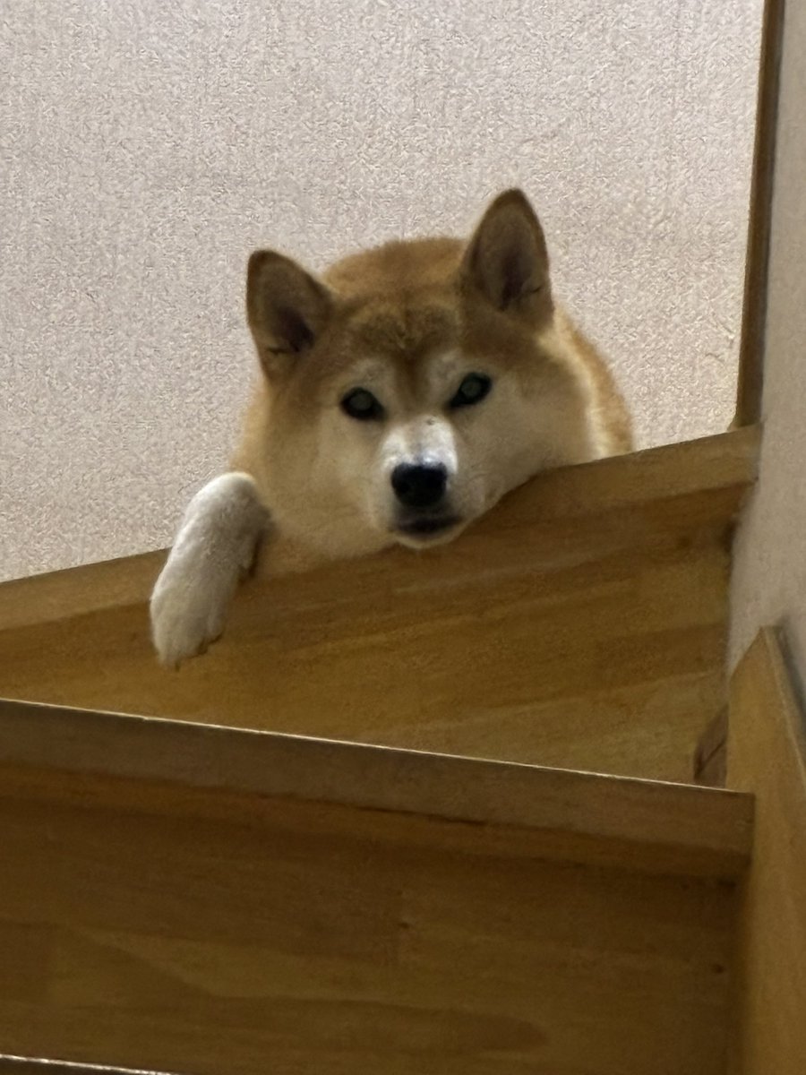 yume_201634's tweet photo. すんごい見られてる

#柴犬 #柴犬のいる生活 #犬のいる幸せ
#見下ろしてる #だらけてる #ゆめちゃん https://t.co/9sQFtlDJrQ