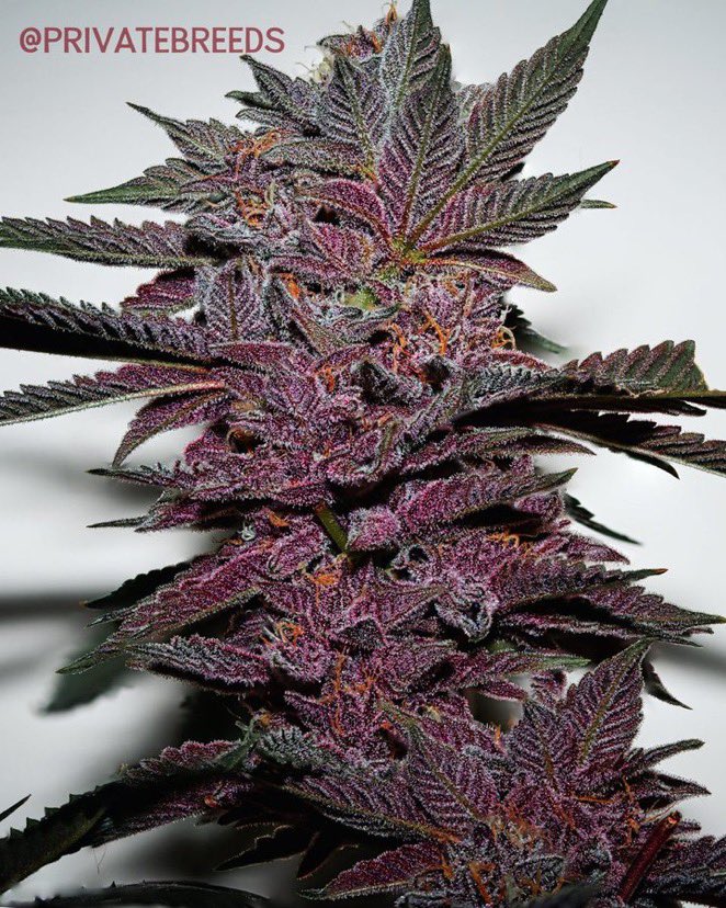 IobDutch's tweet photo. Name this strain !? https://t.co/5IWIv1kJtC