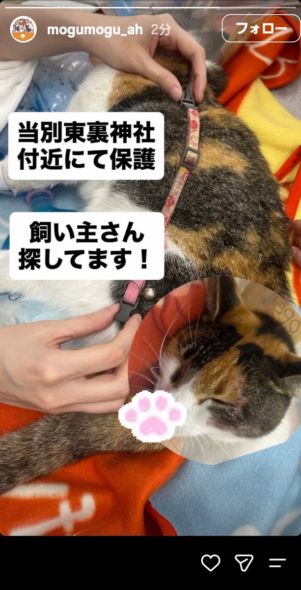 taka_mama_'s tweet photo. 道路で轢かれて怪我している猫ちゃん保護してます
現在動物病院で検査中です

心あたりある方いませんか？

こういう時の手順など教えて頂ける方もお知恵おかし下さい

#迷子猫
#保護猫
#交通事故
#飼い主探してます

https://t.co/OUGjuv6MsZ https://t.co/tvsXtNl3LC